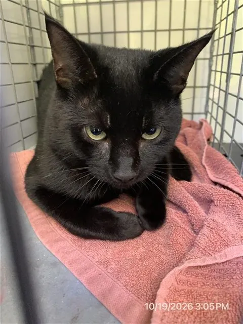 Adoptable Cat