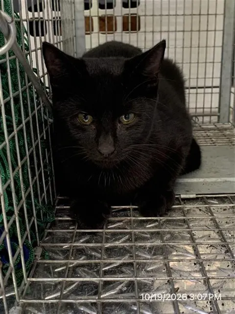 Adoptable Cat