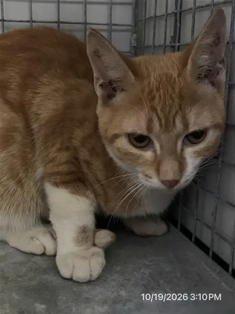 Adoptable Cat