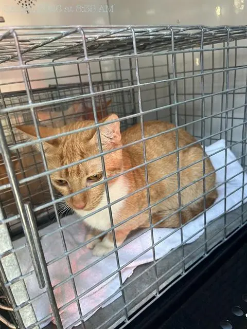 Adoptable Cat