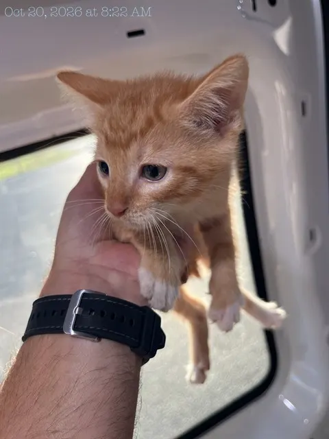 Adoptable Cat