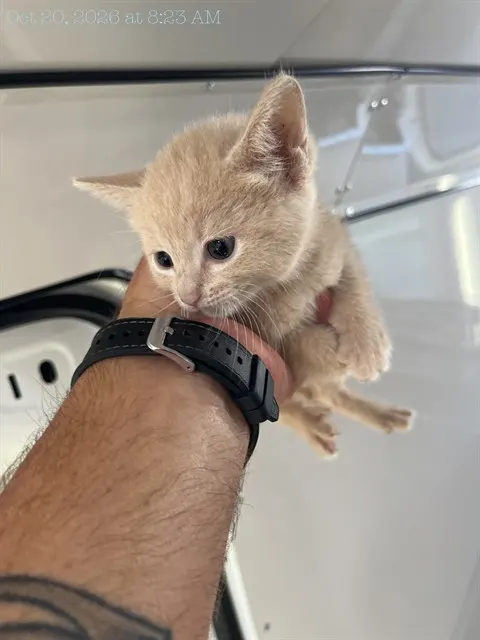 Adoptable Cat