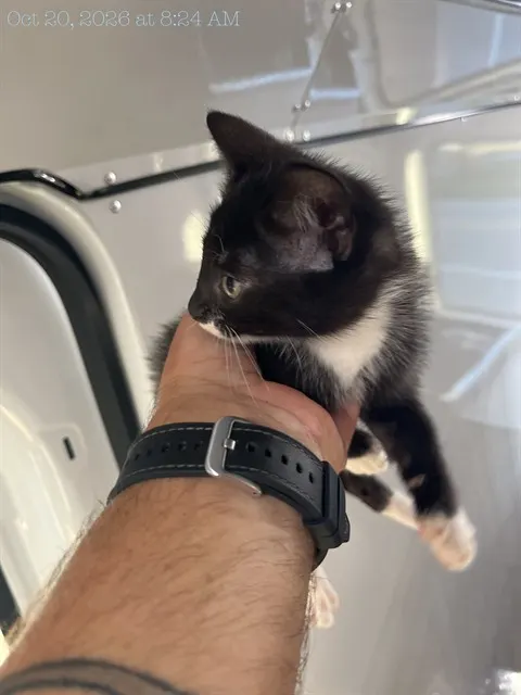 Adoptable Cat