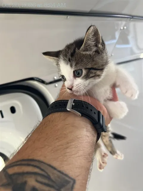 Adoptable Cat