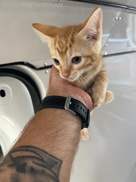 Adoptable Cat