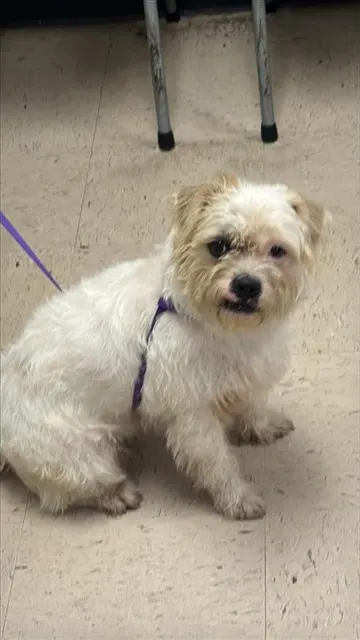 Adoptable Dog