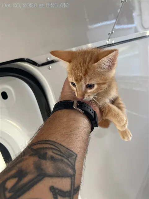 Adoptable Cat