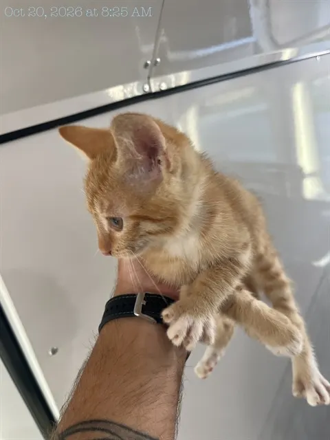Adoptable Cat