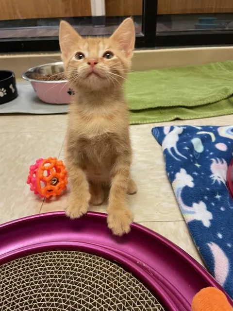 Johnny