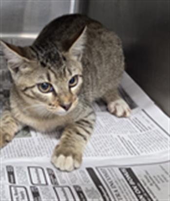 Adoptable Cat
