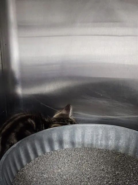 Adoptable Cat