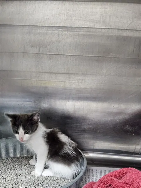 Adoptable Cat