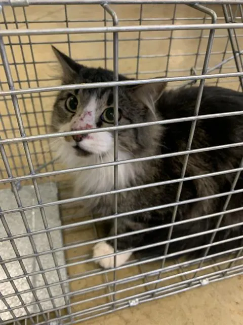 Adoptable Cat