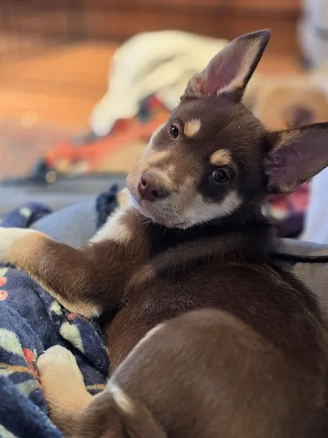 Pippin