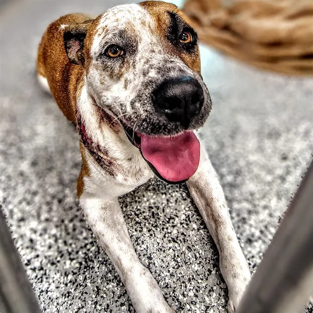 Adoptable Dog