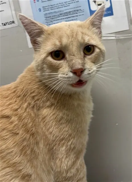 Meowser