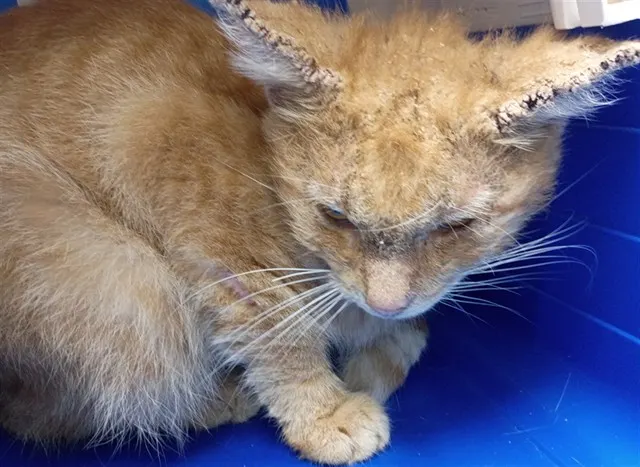 Scar