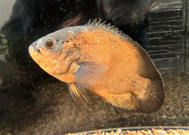 Big Fish