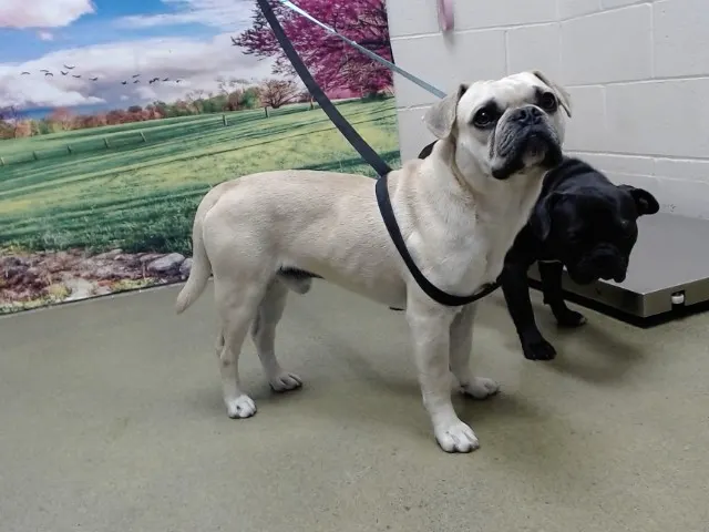 Adoptable Dog