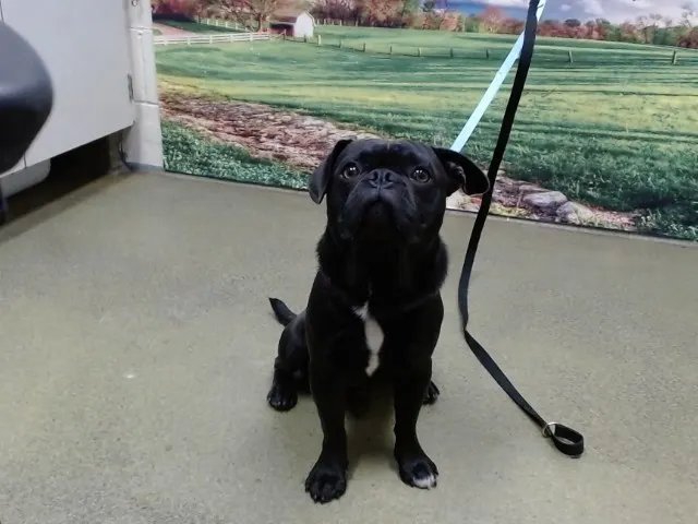Adoptable Dog