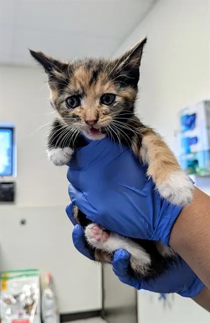 Adoptable Cat