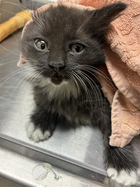 Adoptable Cat