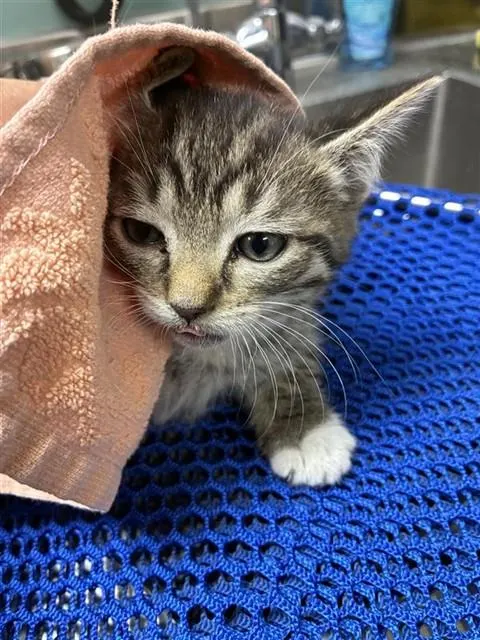 Adoptable Cat