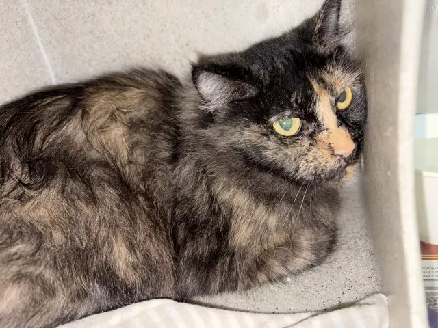 Adoptable Cat