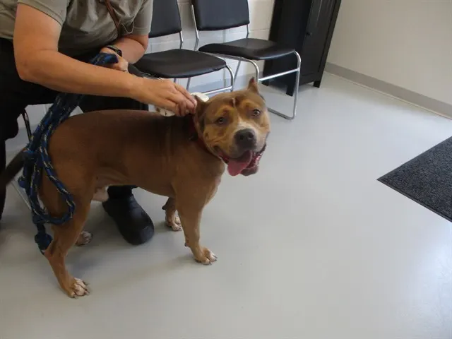 Adoptable Dog