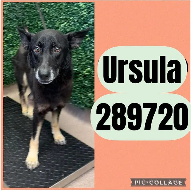 Ursula