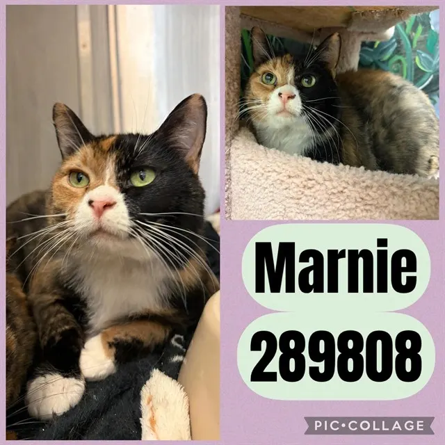 Marnie