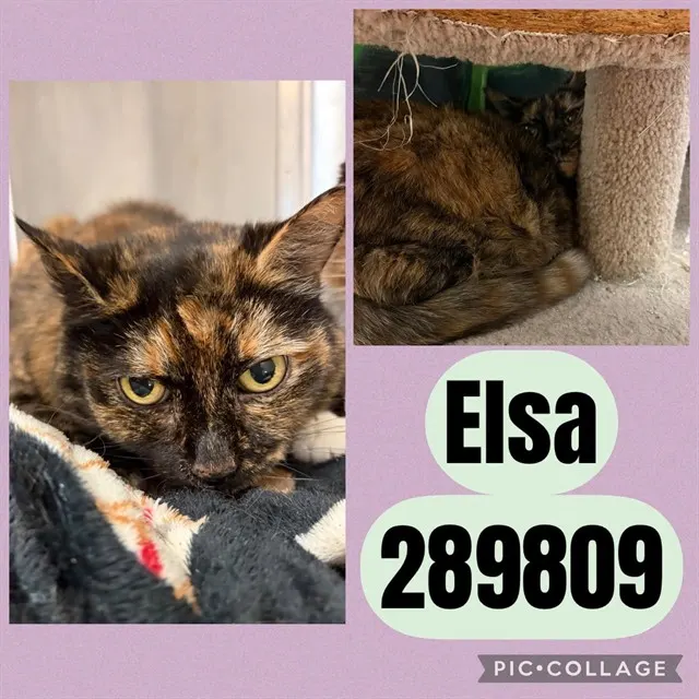 Elsa