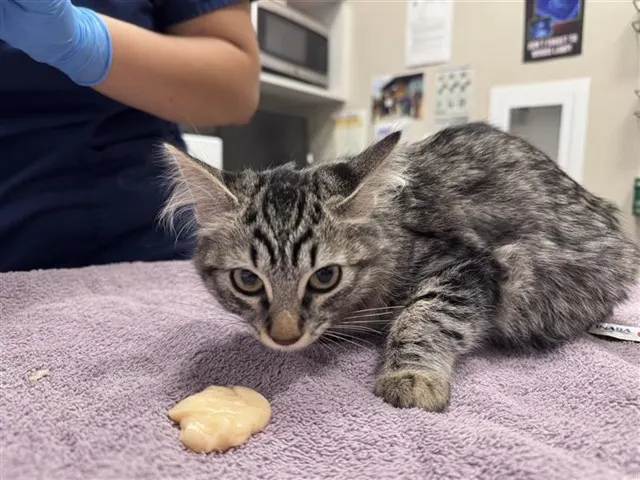 Adoptable Cat
