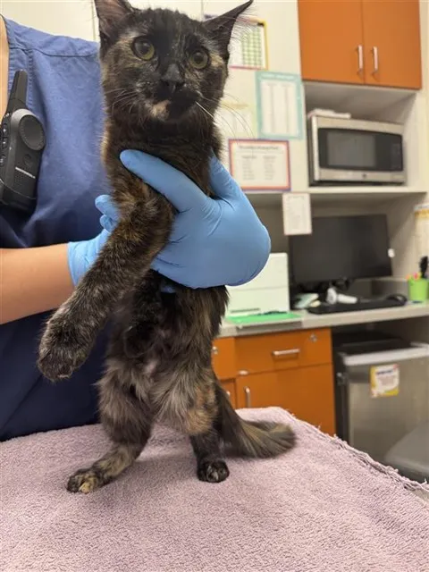 Adoptable Cat