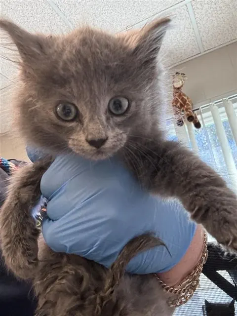 Adoptable Cat