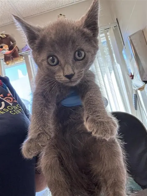 Adoptable Cat
