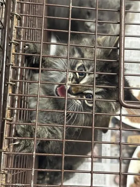 Adoptable Cat