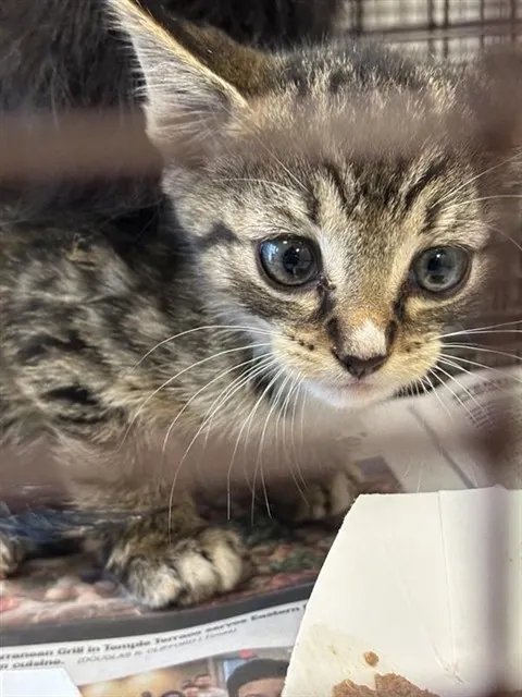Adoptable Cat