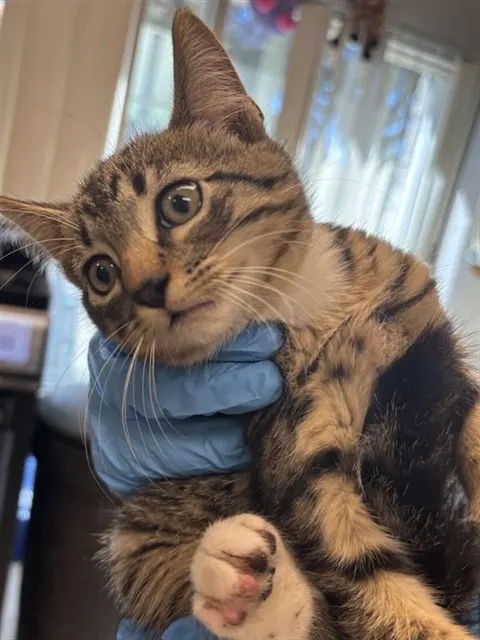 Adoptable Cat