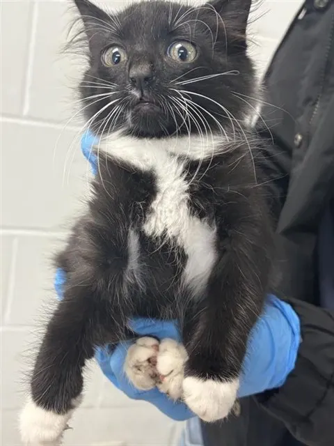 Adoptable Cat
