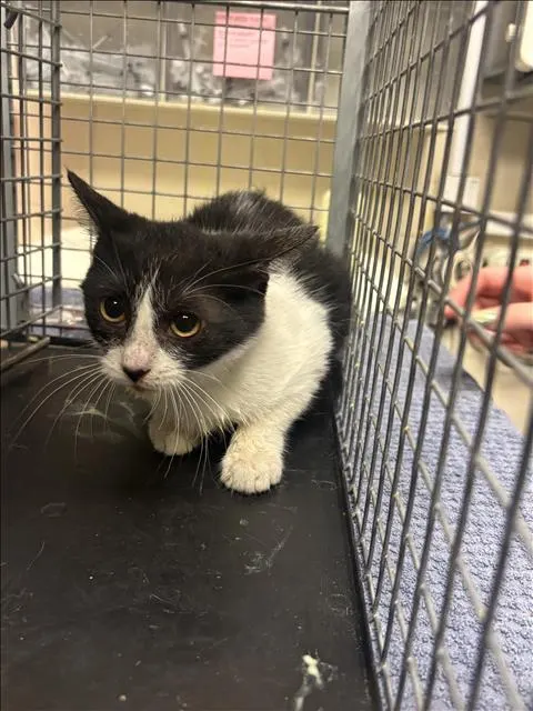 Adoptable Cat