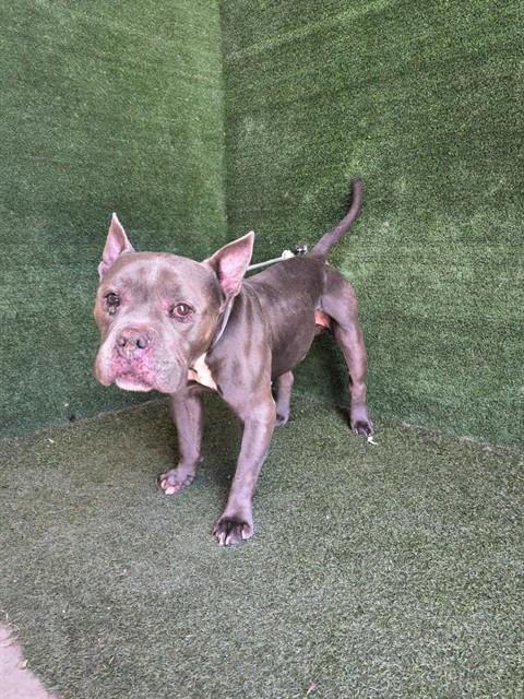 Clay