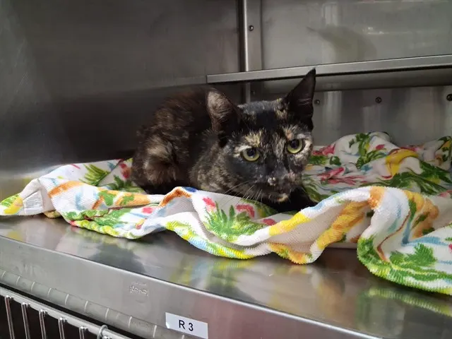 Adoptable Cat