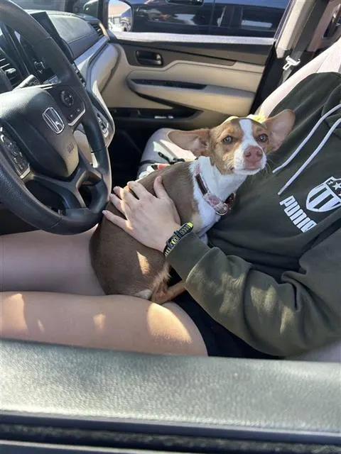 Lilo