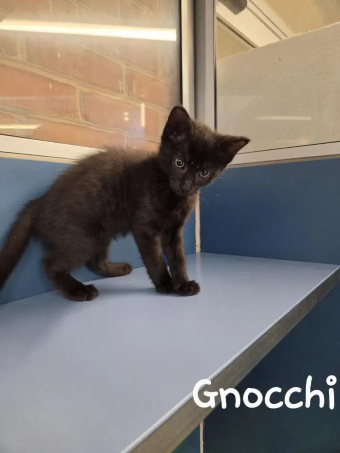 Gnocchi