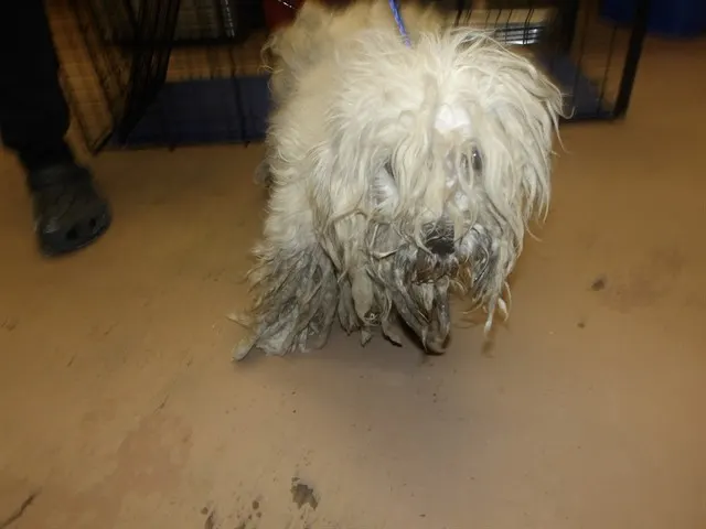Adoptable Dog