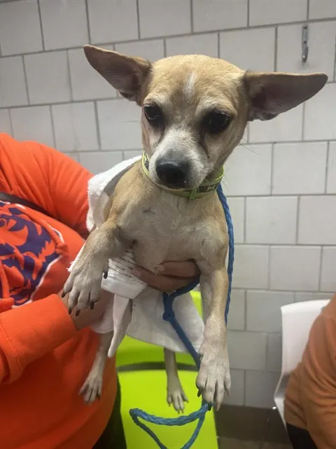 Adoptable Dog