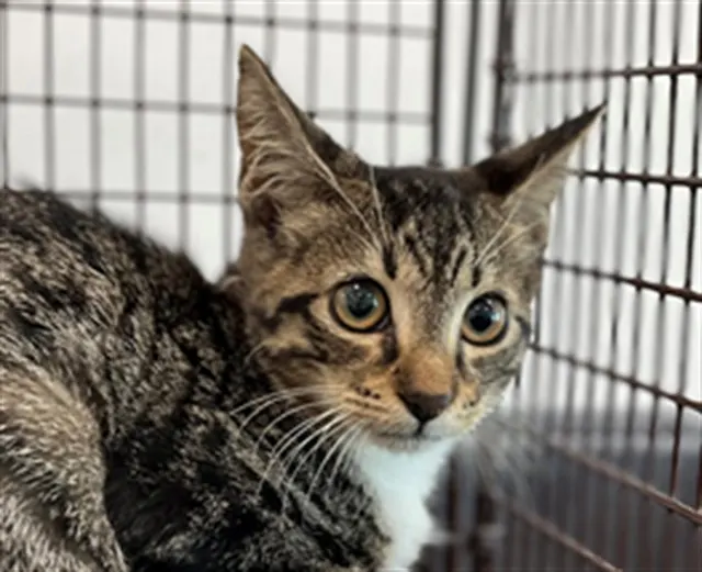 Adoptable Cat