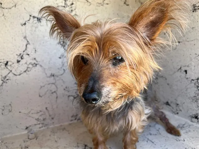 Adoptable Dog