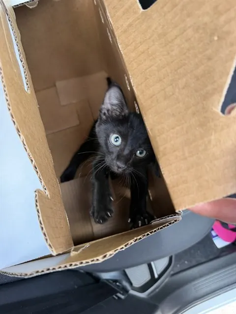 Adoptable Cat